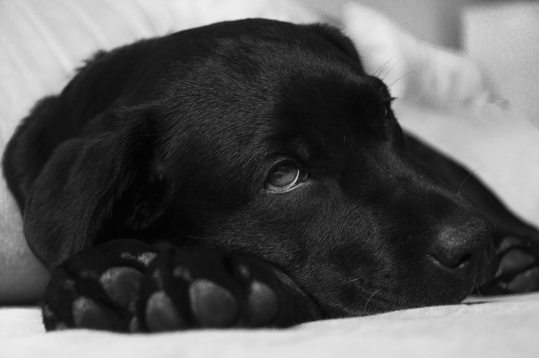 Comment soulager les douleurs articulaires du chien ?