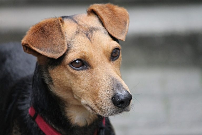 collier GPS pour chien