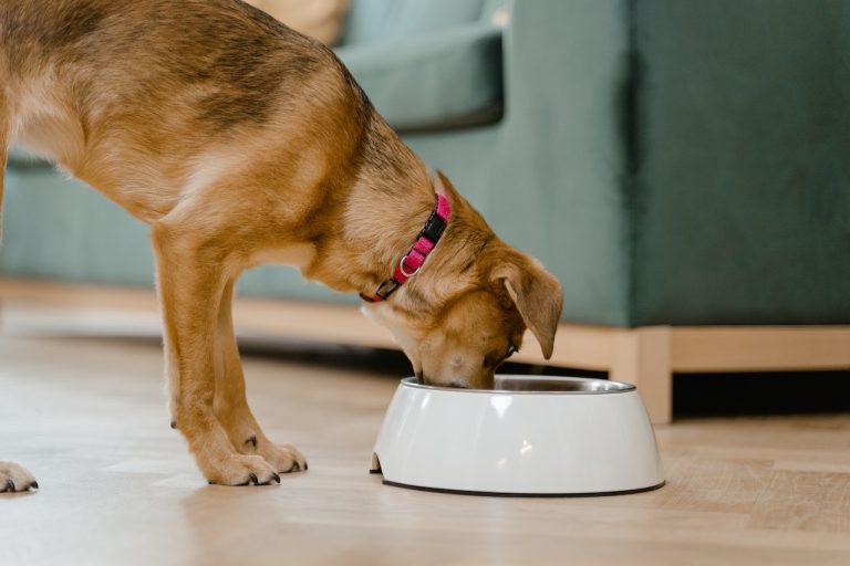 Quel est le meilleur régime alimentaire pour son chien ?