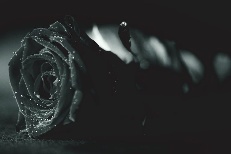 roses éternelles noires