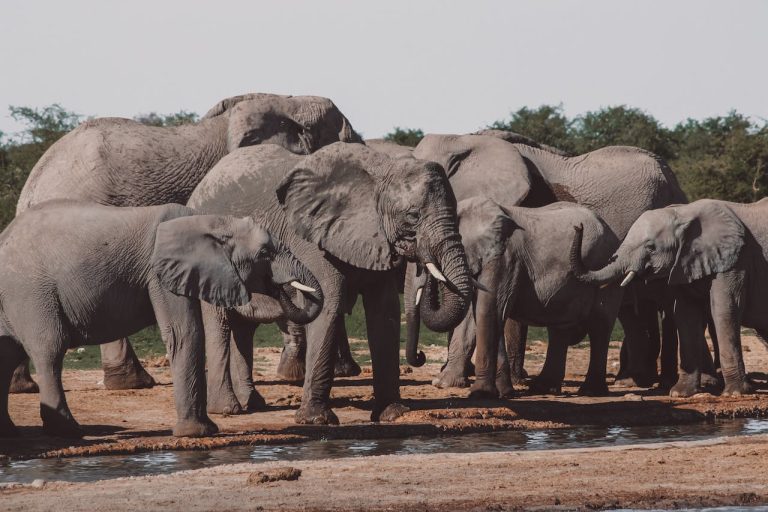 elephant-gardien-biodiversite