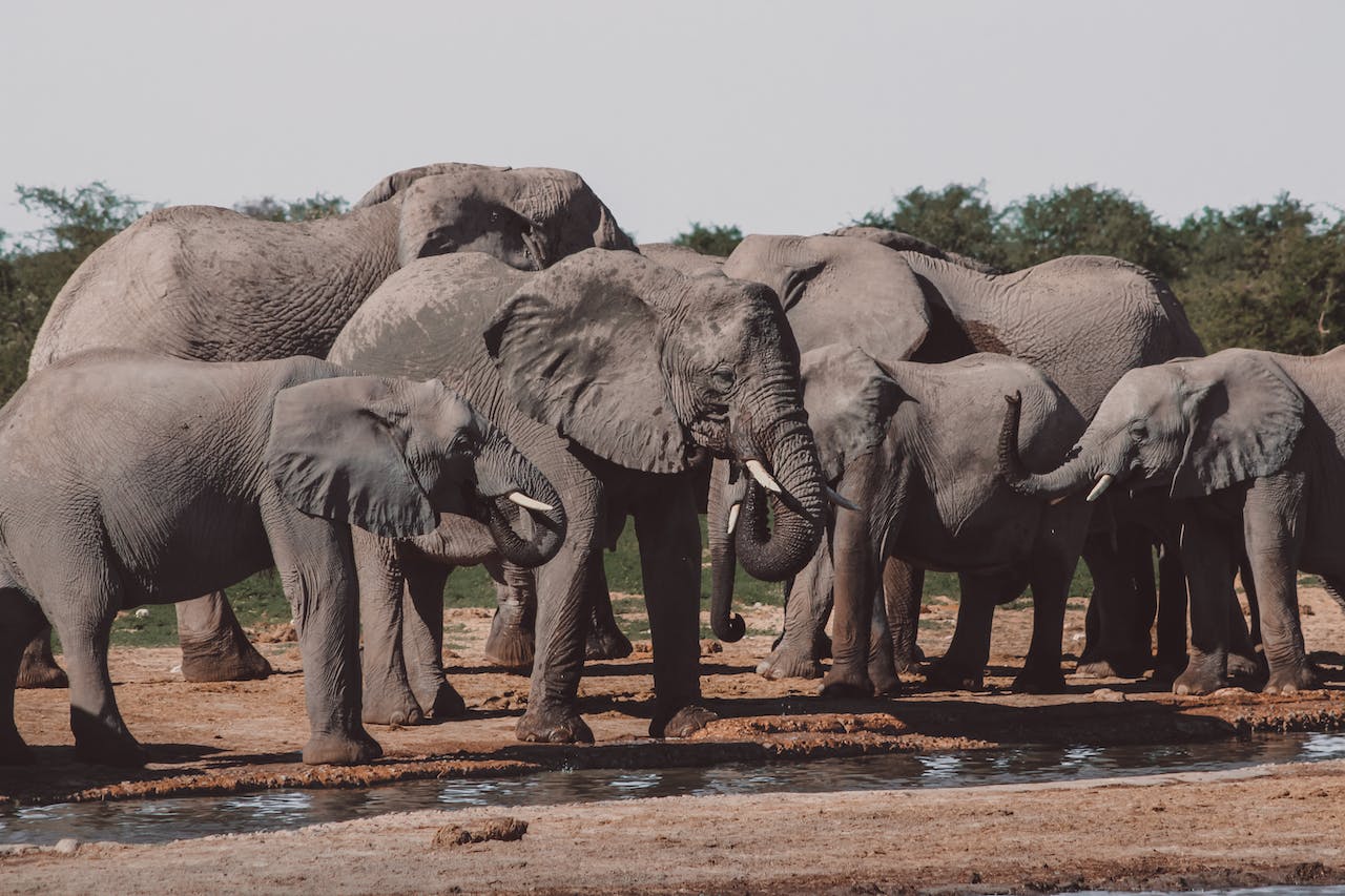 elephant-gardien-biodiversite