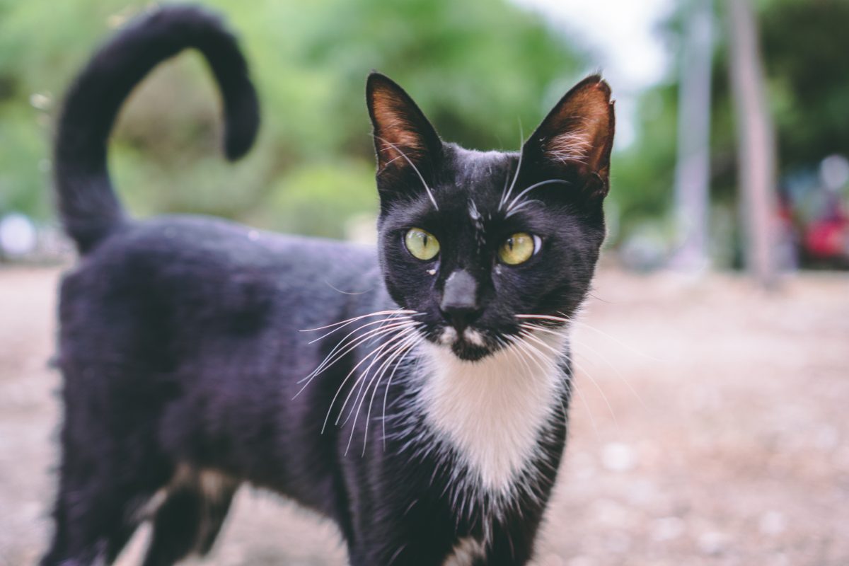 signaux-de-la-queue-de-chat